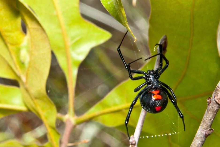 List Of The Top 5 Most Venomous Spiders In The World 1351